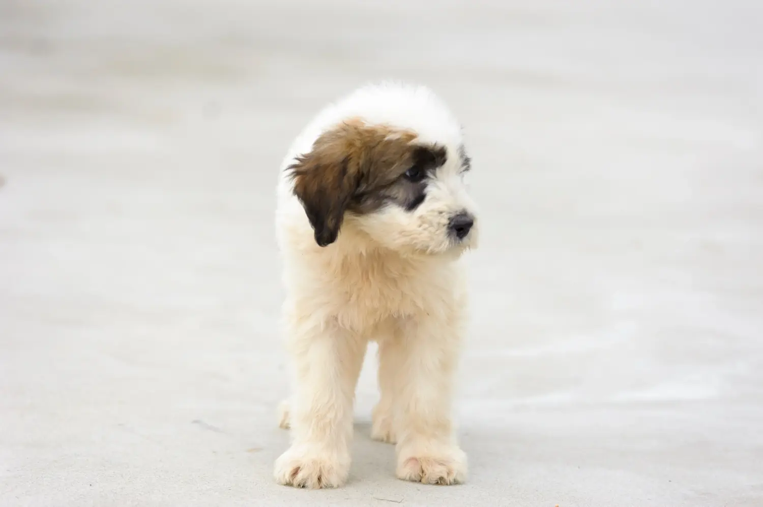 Buying a Mioritic puppy means taking responsibility! Buy Mioritic puppies.