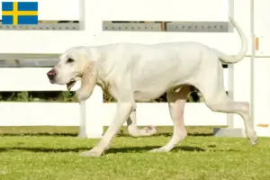 Read more about the article Porcelaine breeders and puppies in Sweden