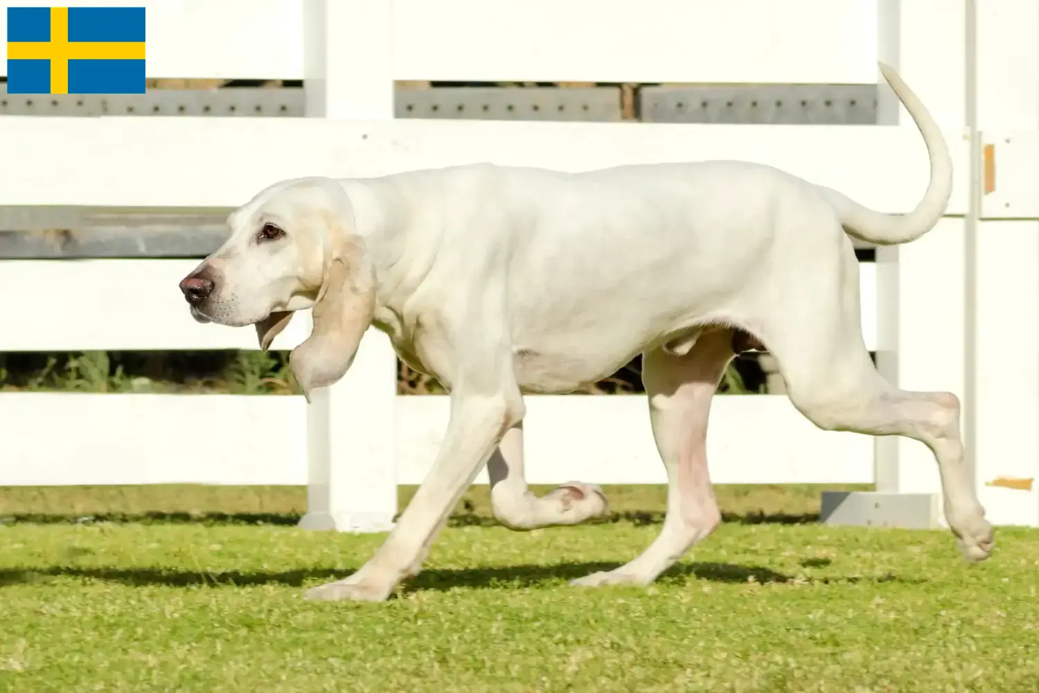 Porcelaine puppies and breeders Sweden Here you can find Porcelaines breeders in Sweden.