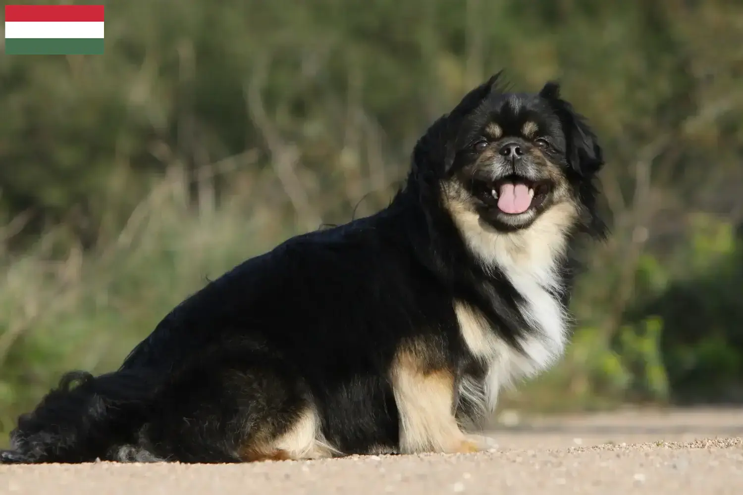 Tibetan Spaniel puppies and breeder Hungary Here you can find Tibetan Spaniels breeders in Hungary.