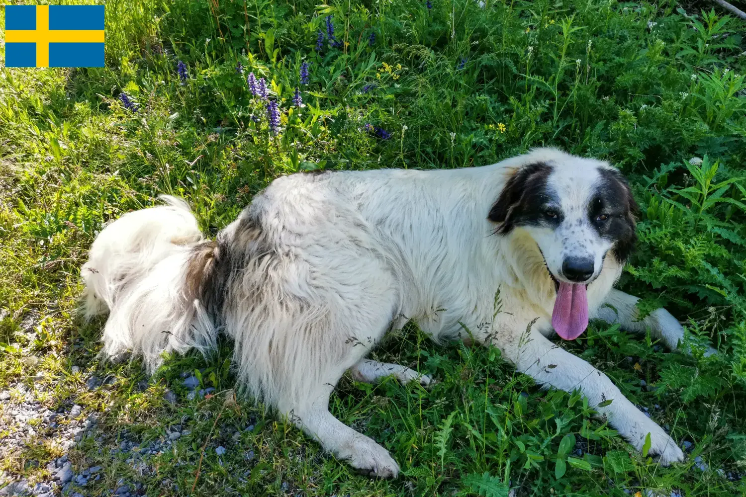 Tornjak puppies and breeders Sweden Here you can find Tornjak breeders in Sweden.