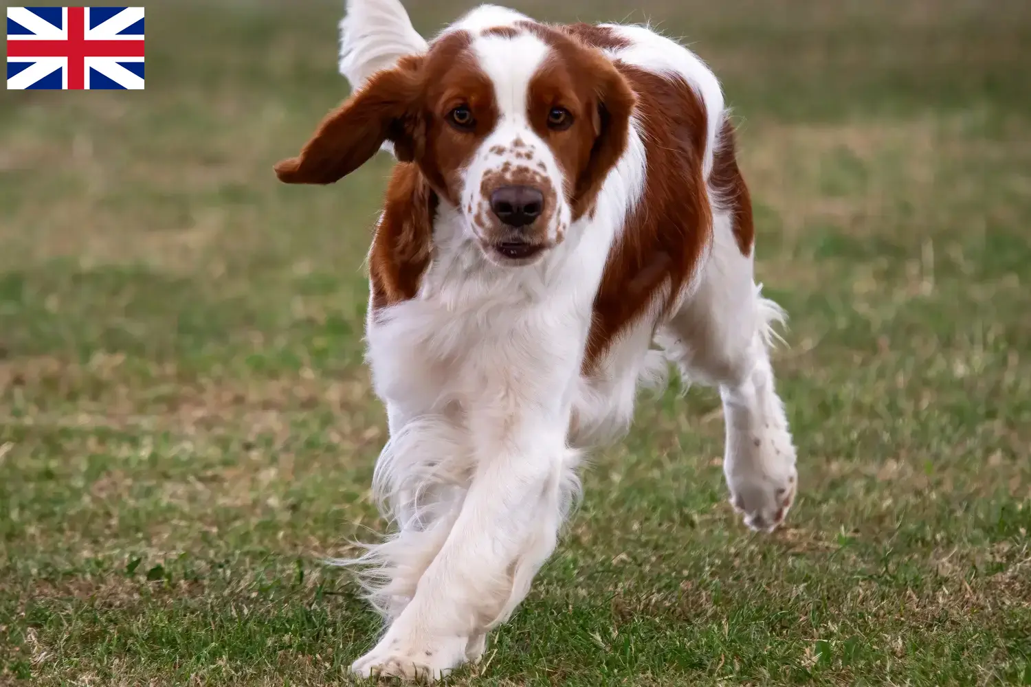 Welsh Springer Spaniel puppies and breeders Great Britain Find Welsh Springer Spaniels breeders in the UK here.