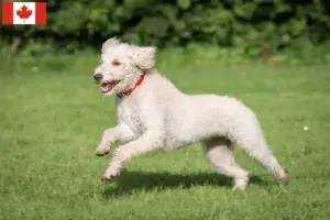 Read more about the article Australian Labradoodle breeders and puppies in Canada