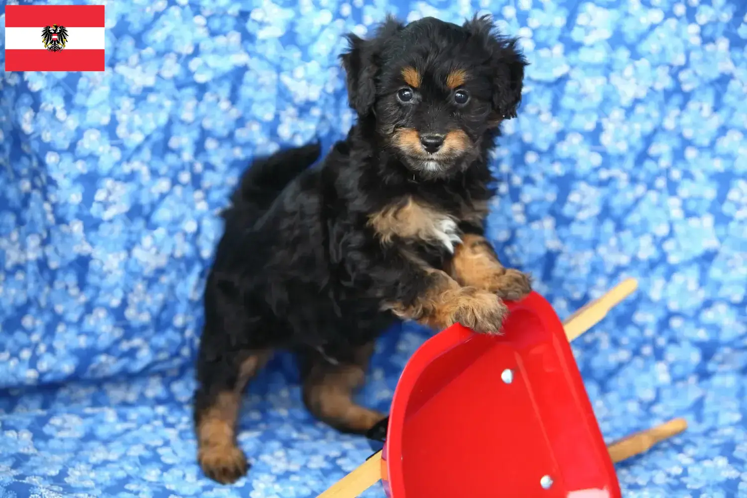 Pomapoo puppies and breeders Austria Here you can find Pomapoo breeders in Austria.