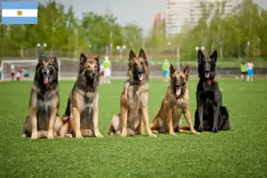 Read more about the article Belgian Shepherd Dog Breeder and Puppies in Argentina