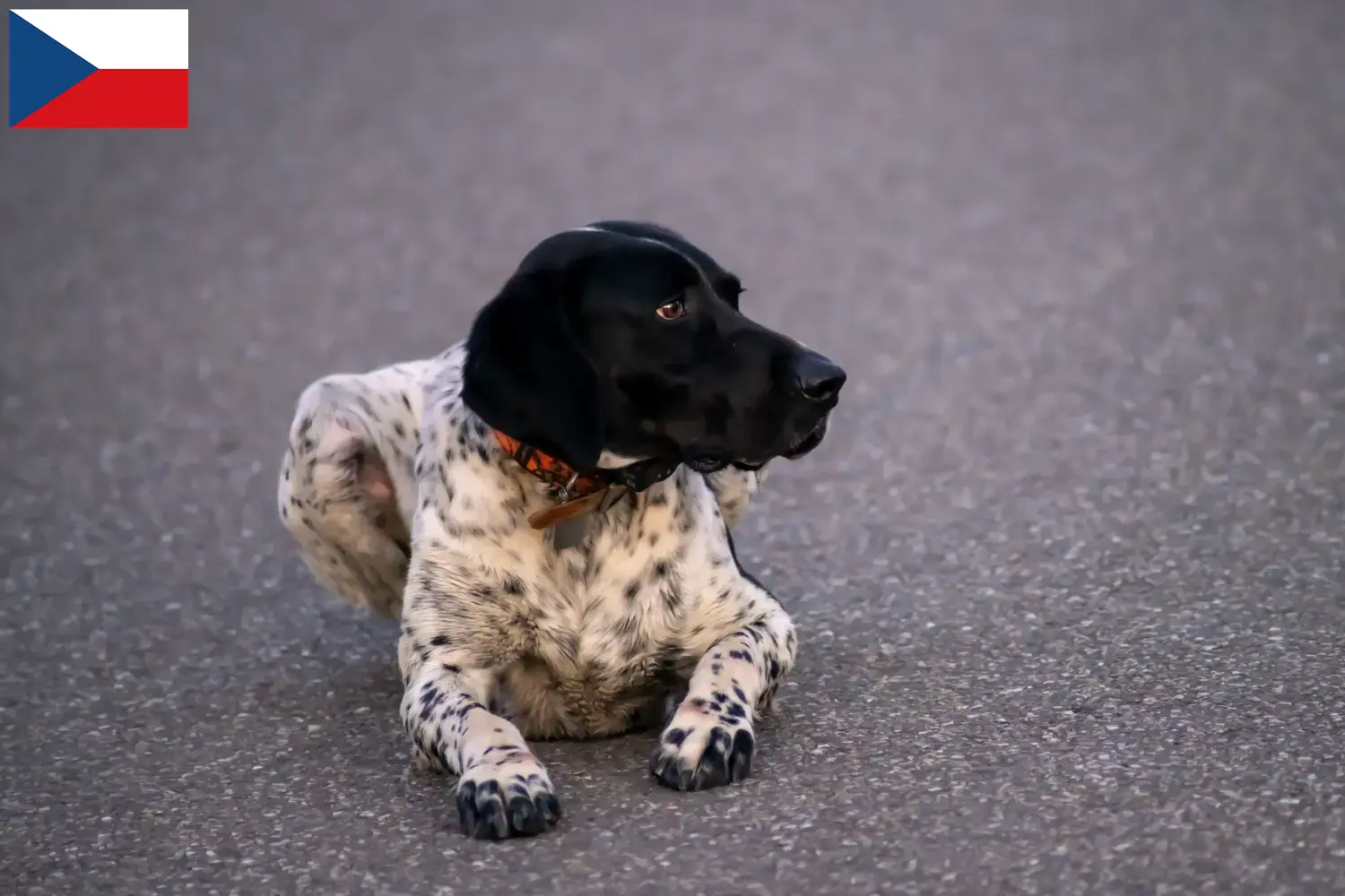 Braque d'Auvergne puppies and breeders Czech Republic Here you can find Braque d'Auvergne breeders in Czechia.