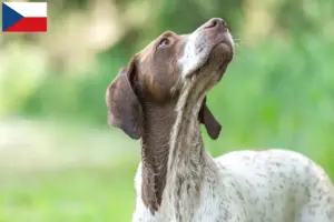 Read more about the article Braque français type Gascogne breeders and puppies in the Czech Republic