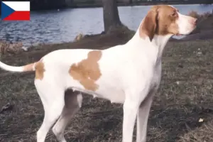 Read more about the article Braque Saint-Germain breeders and puppies in the Czech Republic