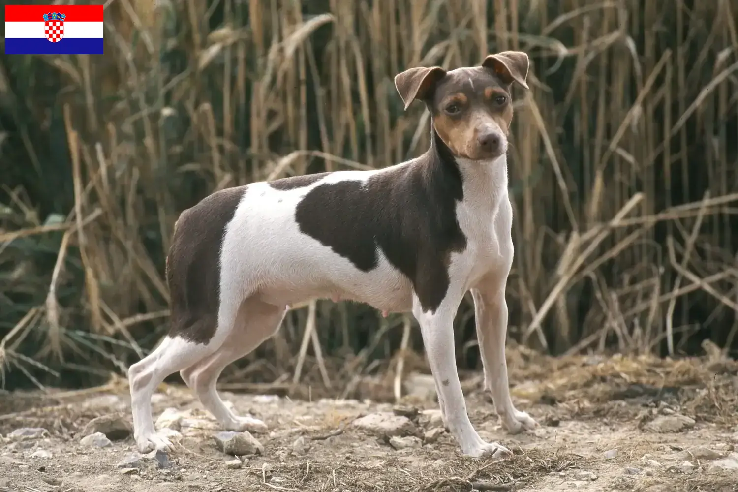 Brazilian Terrier puppies and breeders Croatia Find Brazilian Terrier breeders in Croatia here.