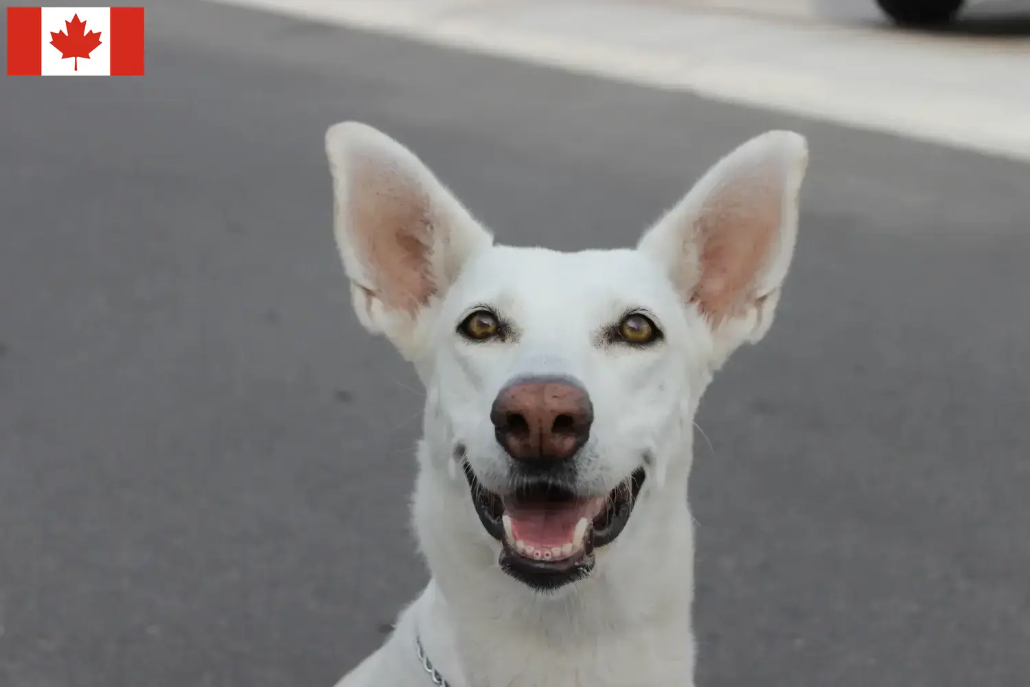 Canaan Dog Puppies and Breeder Canada Find Canaan Dog breeders in Canada here.
