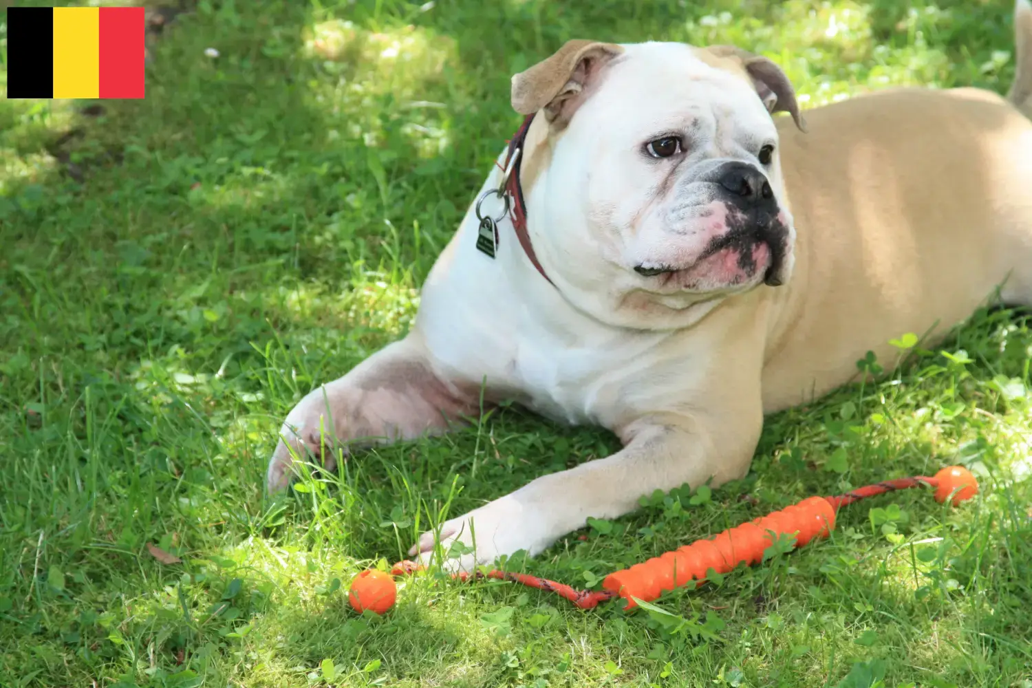 Continental Bulldog puppies and breeders Belgium Find Continental Bulldogs breeders in Belgium.