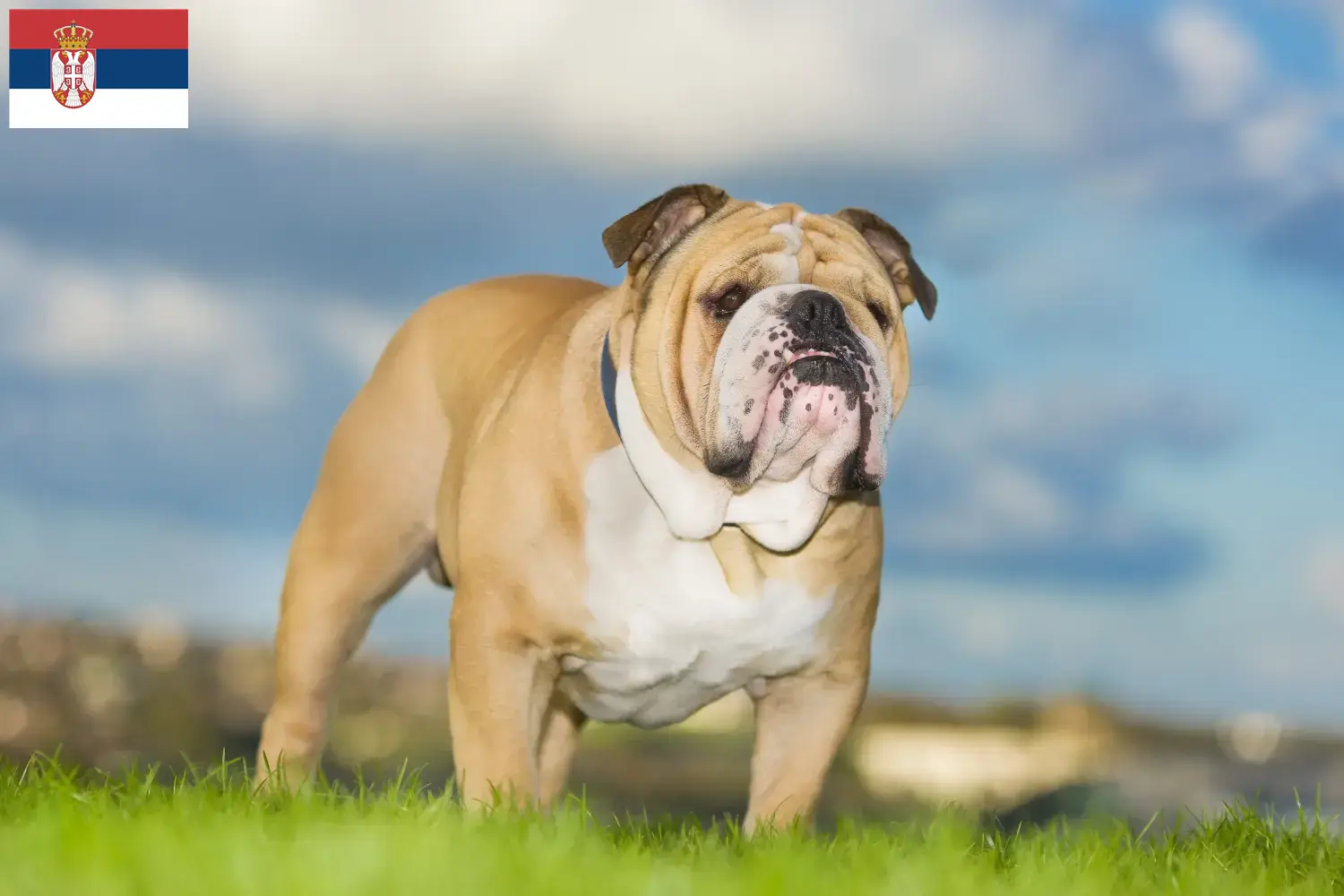 English Bulldog puppies and breeders Serbia Find English Bulldog breeders in Serbia here.