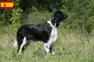 Read more about the article English Springer Spaniel breeders and puppies in Spain