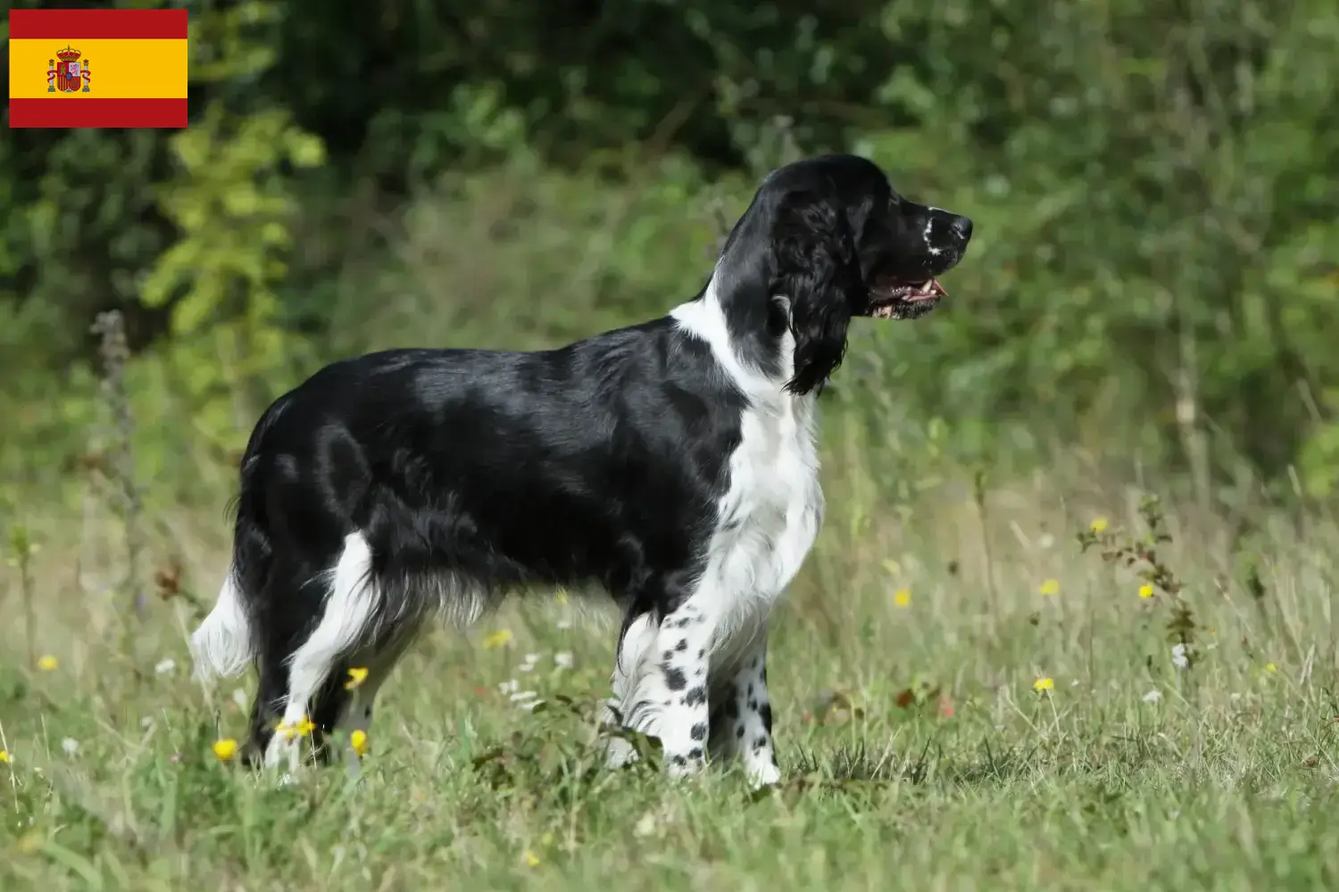 Read more about the article English Springer Spaniel breeders and puppies in Spain