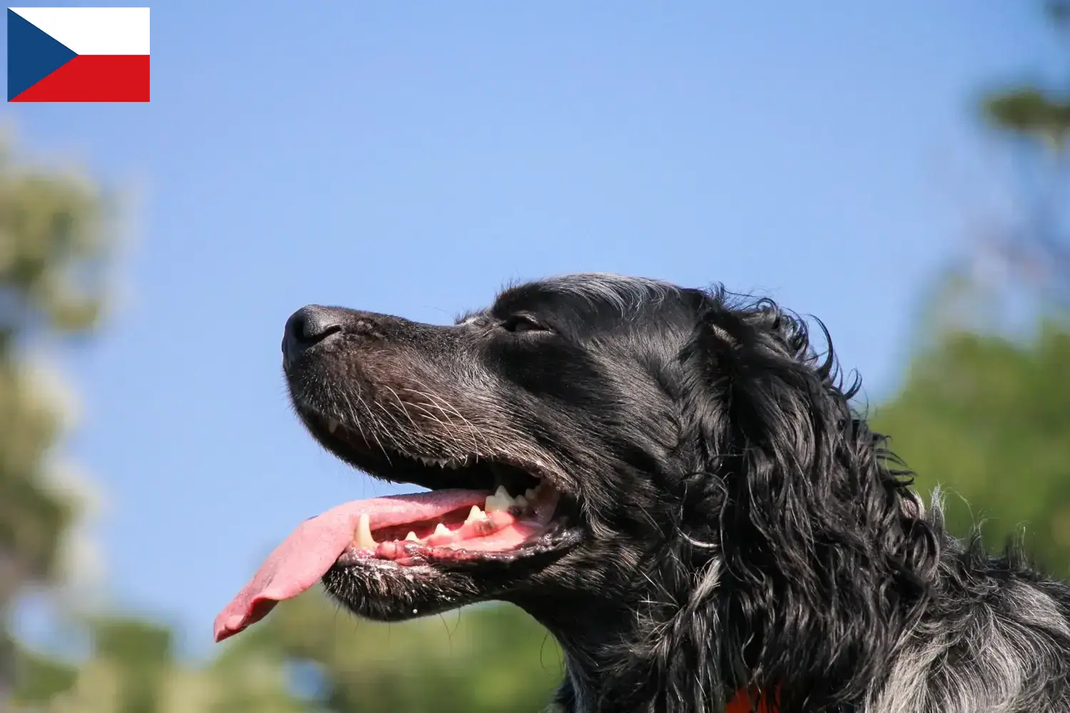 Epagneul Bleu de Picardie puppies and breeders Czech Republic Here you can find Epagneul Bleu de Picardies breeders in Czech Republic.