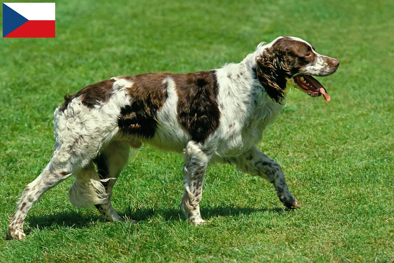 Read more about the article Épagneul français breeders and puppies in the Czech Republic