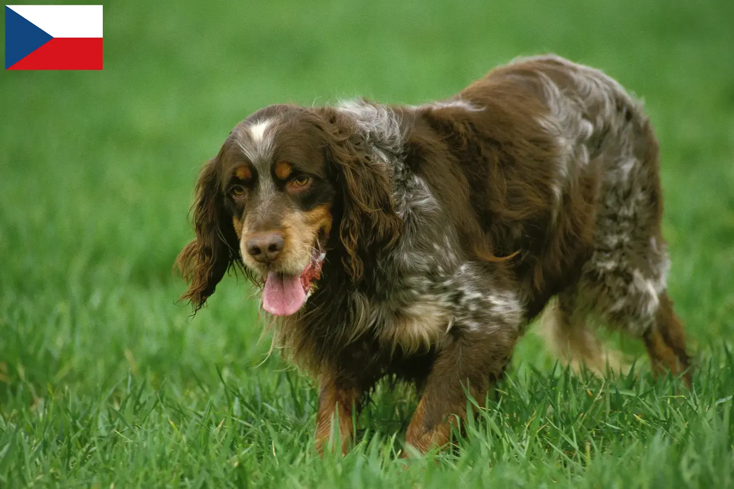 Épagneul Picard puppies and breeders Czech Republic Here you can find Épagneul Picards breeders in Czech Republic.