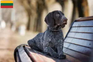 Read more about the article German Shorthair breeders and puppies in Lithuania