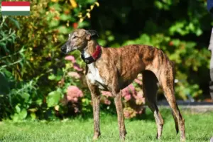 Read more about the article Greyhound breeders and puppies in Hungary