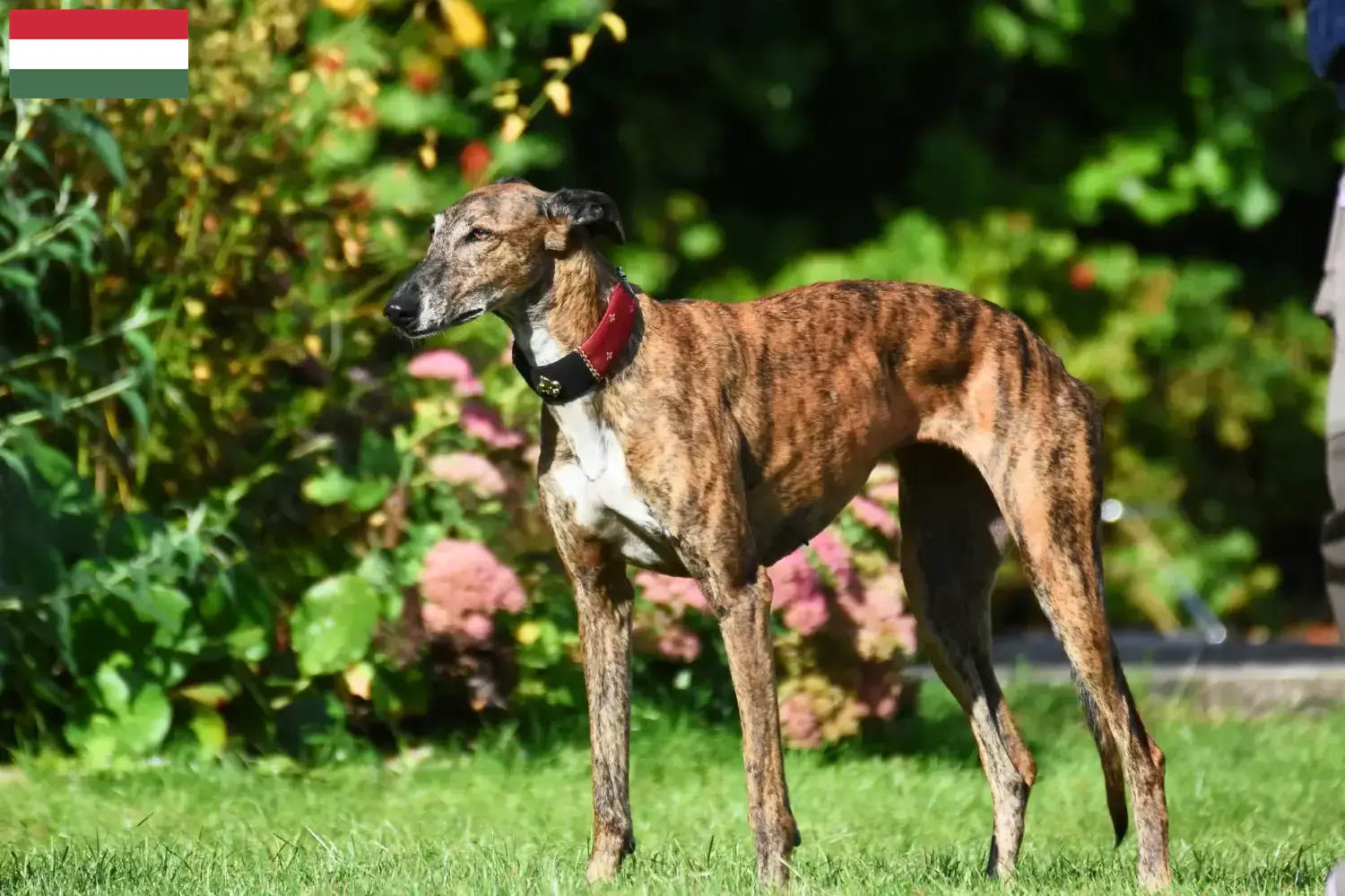 Read more about the article Greyhound breeders and puppies in Hungary