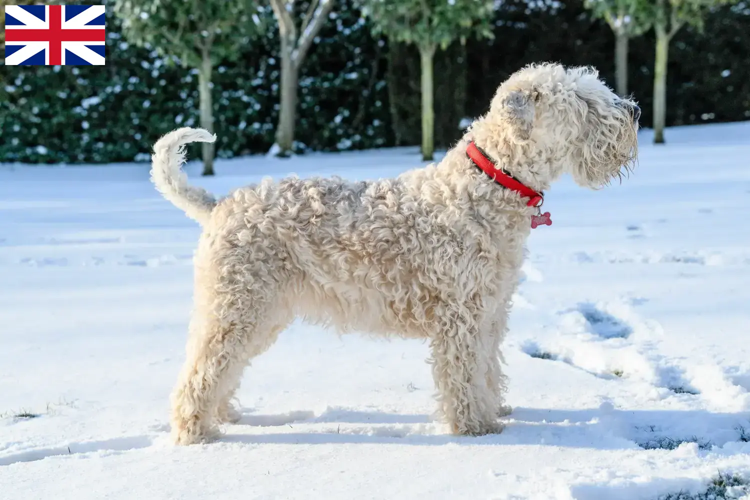 Irish Soft Coated Wheaten Terrier puppies and breeders Great Britain Find Irish Soft Coated Wheaten Terrier breeders in the UK here.