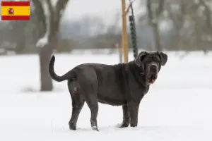 Read more about the article Mastino Napoletano breeders and puppies in Spain