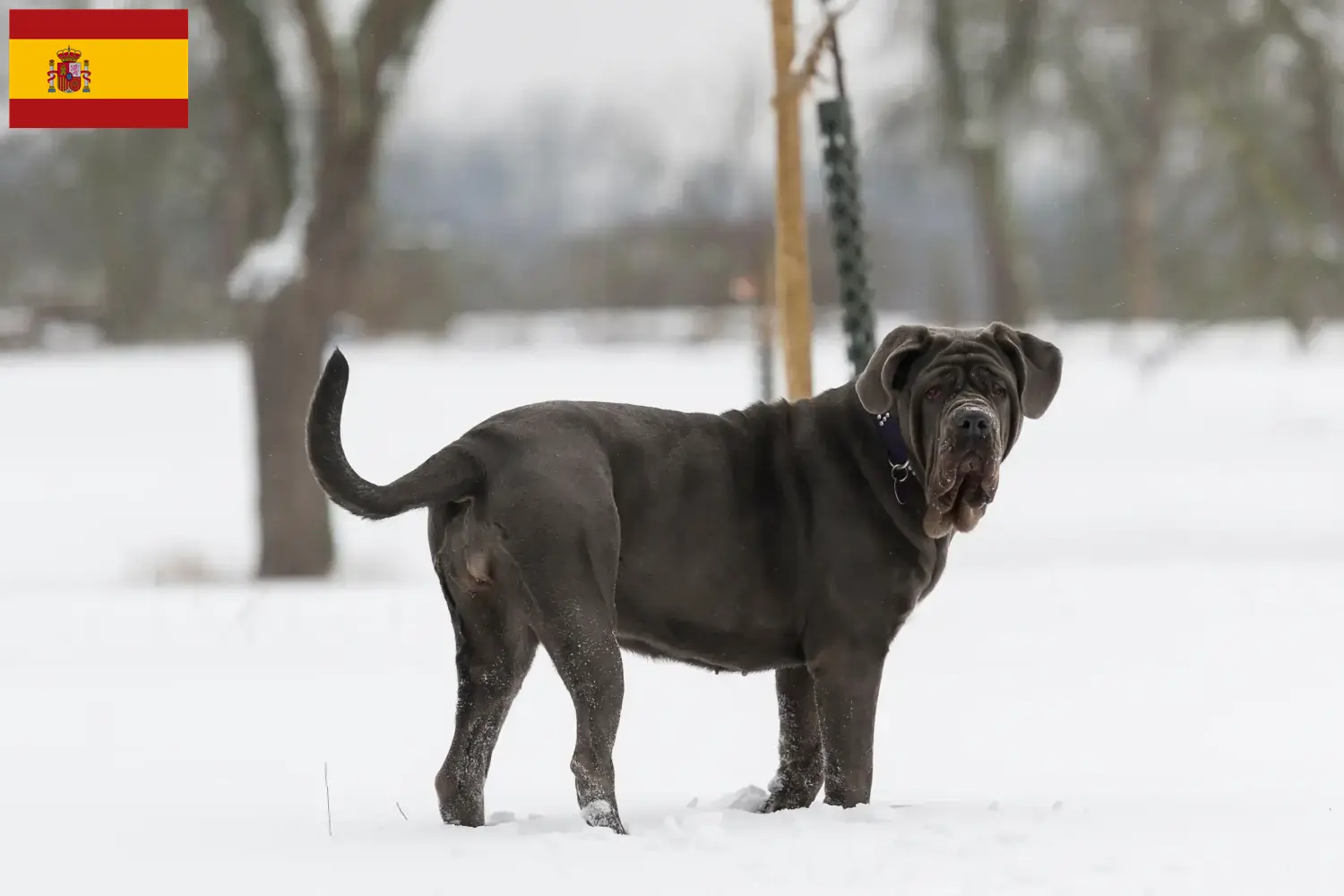 Mastino Napoletano puppies and breeders Spain Here you can find Mastino Napoletanos breeders in Spain.