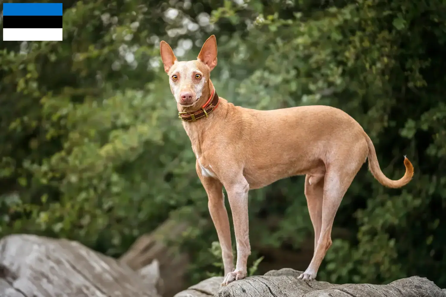 Podenco puppies and breeders Estonia Find Podencos breeders in Estonia here.