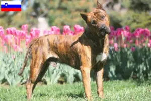 Read more about the article Presa Canario breeders and puppies in Slovenia