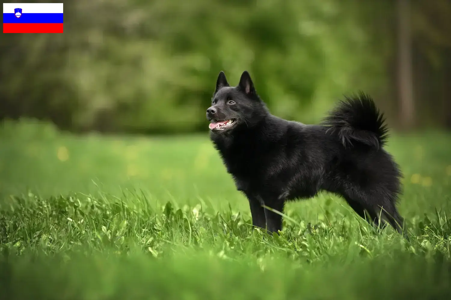 Read more about the article Schipperke breeders and puppies in Slovenia
