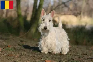 Read more about the article Scottish Terrier breeders and puppies in Romania