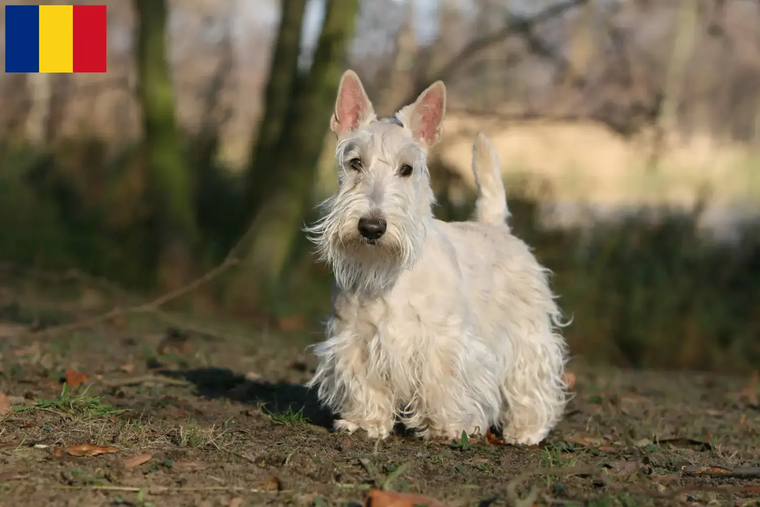 Scottish Terrier puppies and breeders Romania Find Scottish Terrier breeders in Romania here.