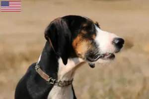 Read more about the article Segugio Maremmano breeders and puppies in the USA