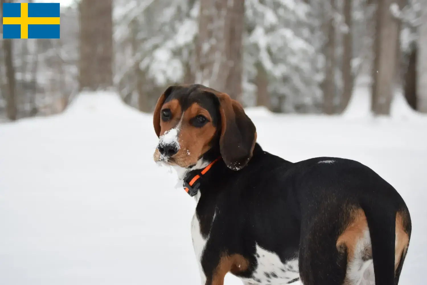 Treeing Walker Coonhound puppies and breeders Sweden Find Treeing Walker Coonhounds breeders in Sweden.