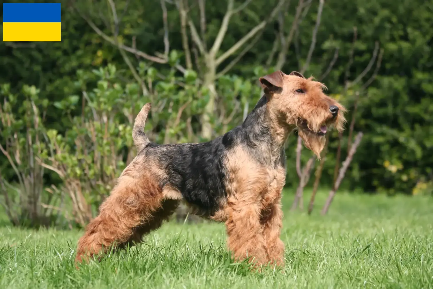 Welsh Terrier puppies and breeders Ukraine Here you can find Welsh Terrier breeders in der Ukraine.