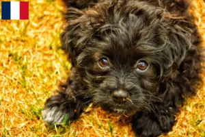 Read more about the article Yorkipoo breeders and puppies in France