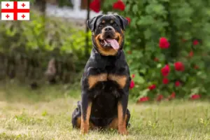 Read more about the article Rottweiler breeders and puppies in Georgia