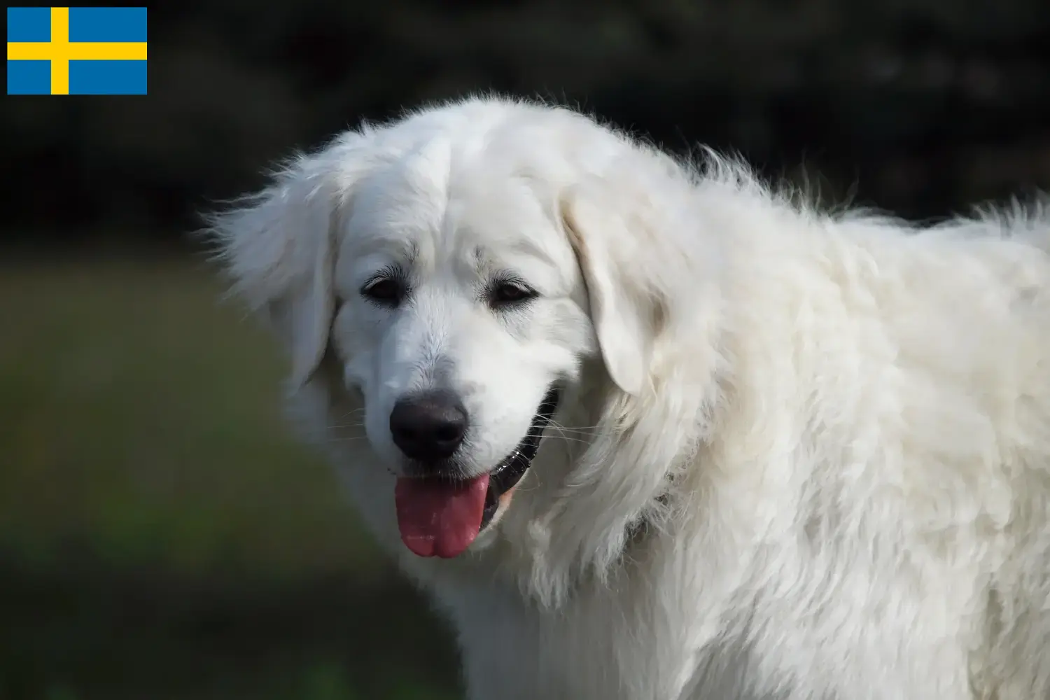 Slovensky Cuvac puppies and breeders Sweden Find Slovensky Cuvacs breeders in Sweden here.