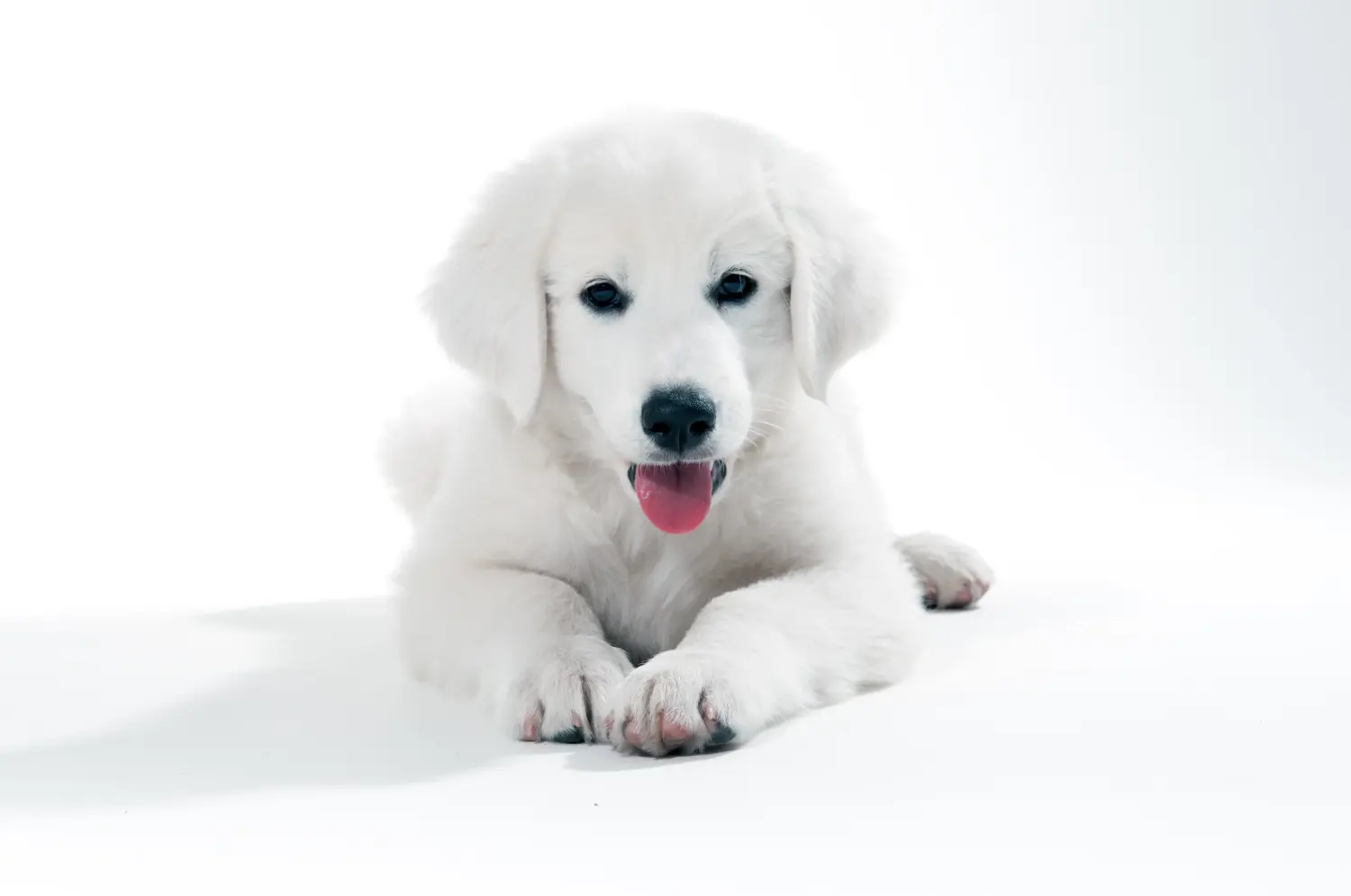 Buying a Slovensky Cuvac puppy means taking responsibility! Buy Slovensky Cuvac puppies.