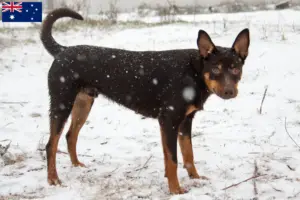 Read more about the article Australian Kelpie breeders and puppies in Australia