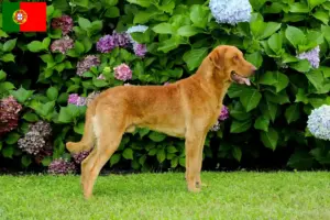 Read more about the article Chesapeake Bay Retriever breeders and puppies in Portugal