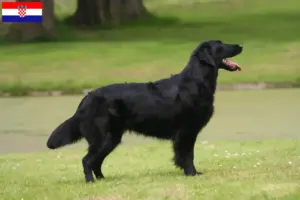 Read more about the article Flat Coated Retriever breeders and puppies in Croatia