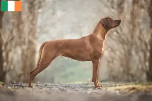 Read more about the article Rhodesian Ridgeback breeders and puppies in Ireland