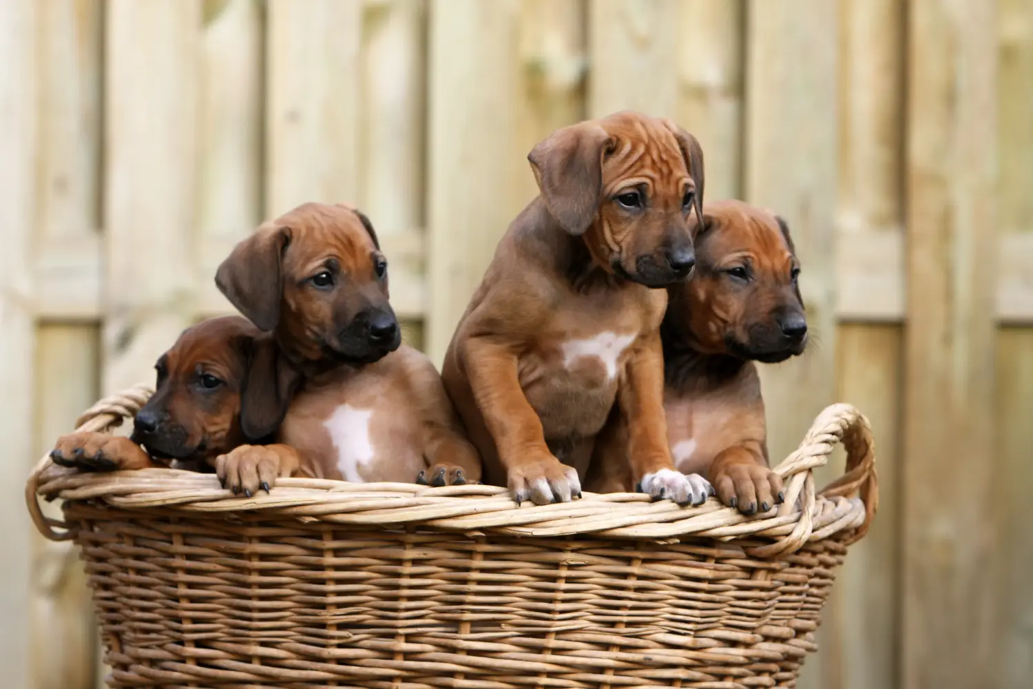Buying a Rhodesian Ridgeback puppy means taking responsibility! Buy Rhodesian Ridgeback puppies.
