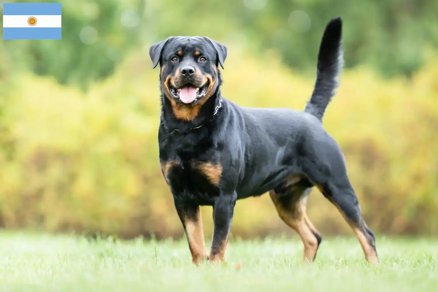 Rottweiler puppies and breeders Argentina Find Rottweiler breeders in Argentina here.