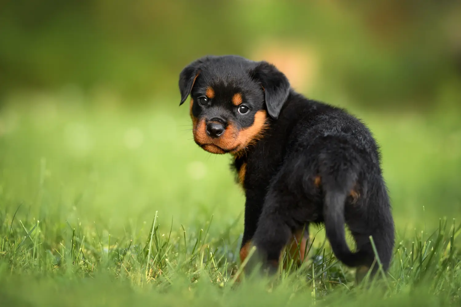 Buying a Rottweiler puppy means taking responsibility! Buy Rottweiler puppies.
