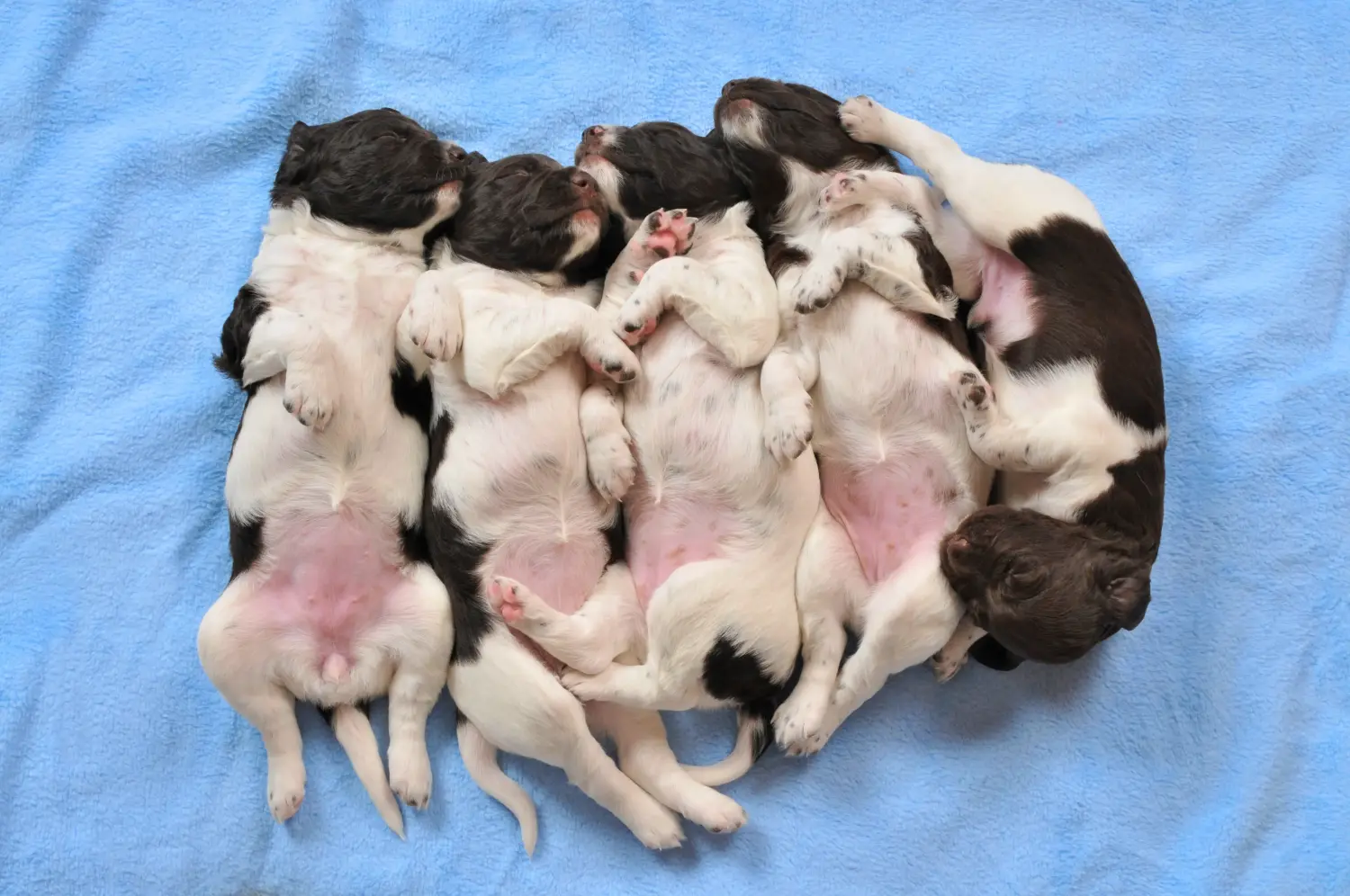 Buying a Kleiner Münsterländer puppy means taking responsibility! Buy small Münsterländer puppies.